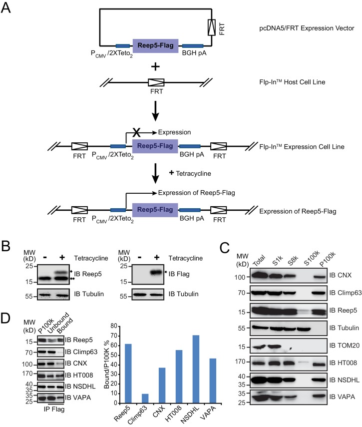 Figure 4—figure supplement 3.