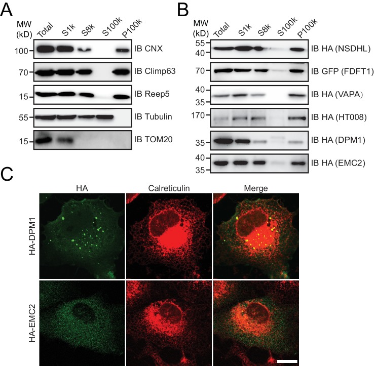 Figure 4—figure supplement 2.