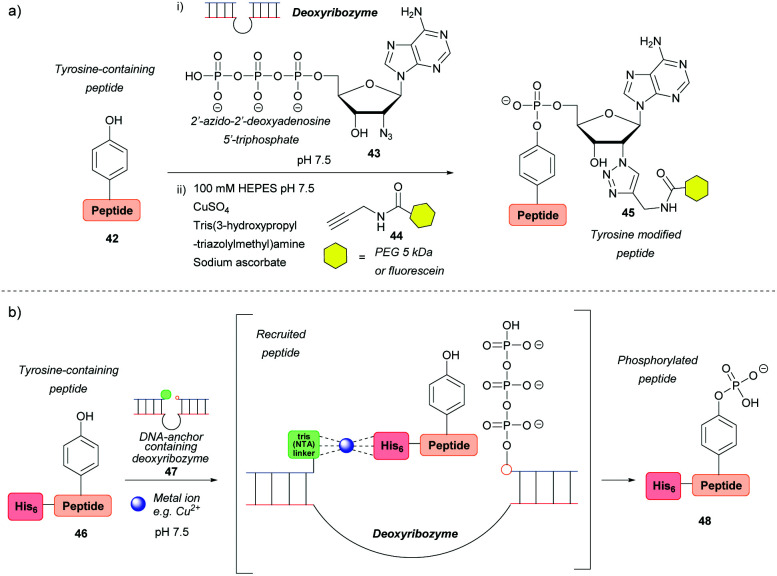 Scheme 8