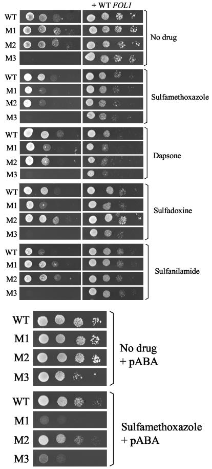 FIG. 6.