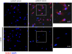 Supplementary Fig. 6