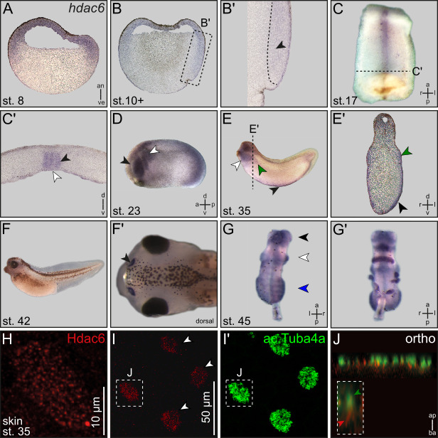 
Figure 1. Expression of
Xenopus
hdac6
on mRNA and protein level
