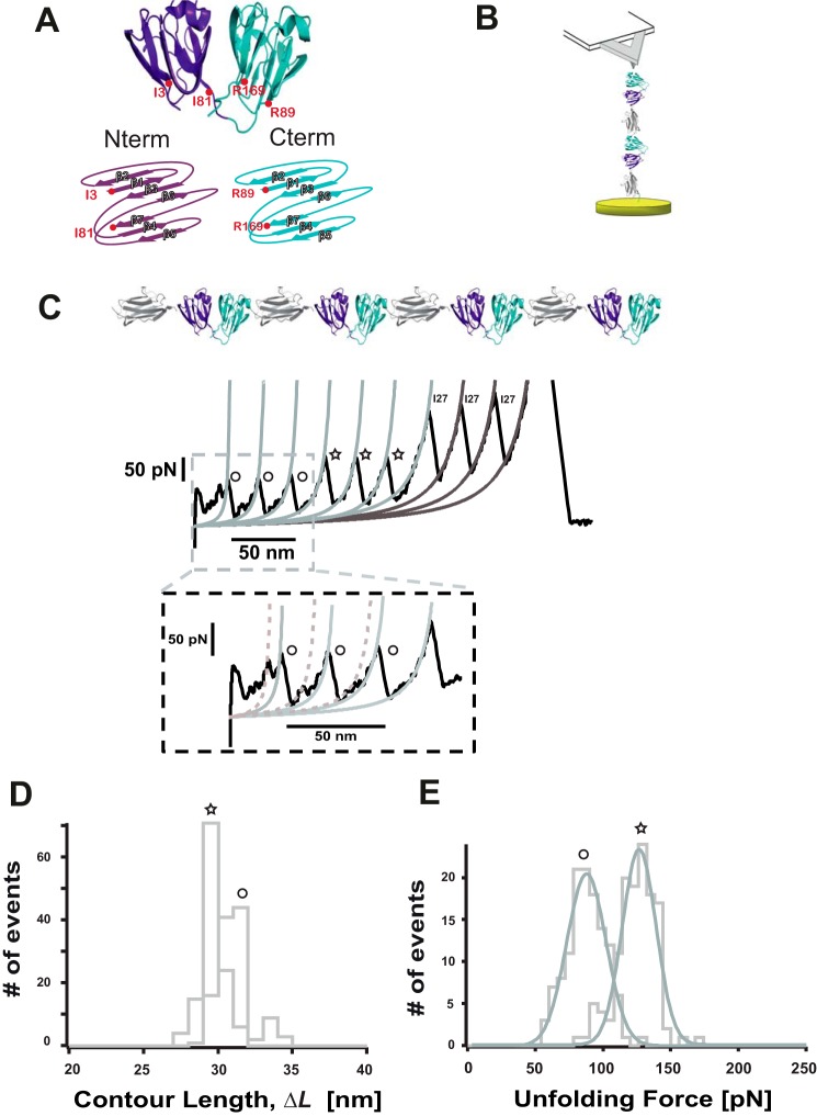 FIGURE 1.