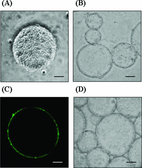 FIG. 6.