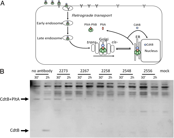 FIG 6