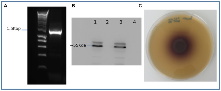 Figure 4