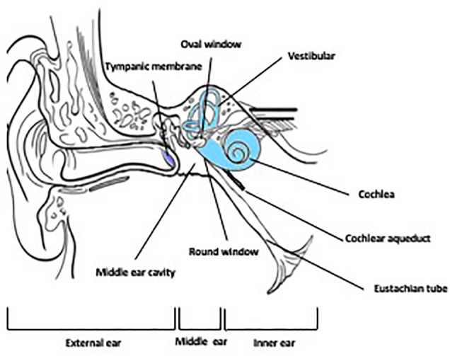 FIGURE 1