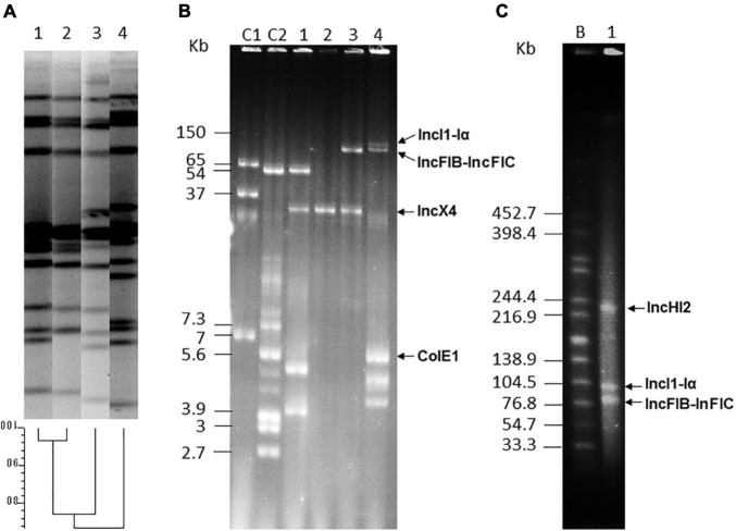 FIGURE 1