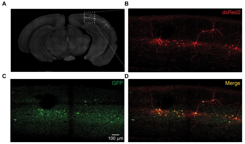 Figure 1—figure supplement 1.