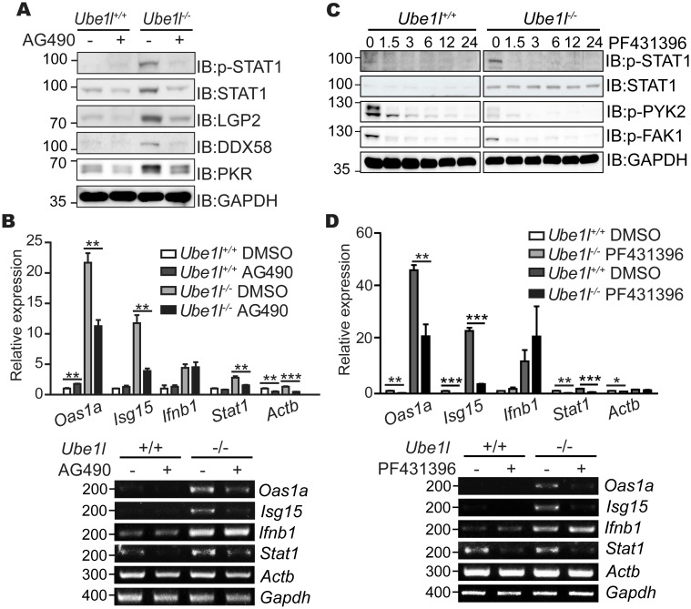 Fig 6