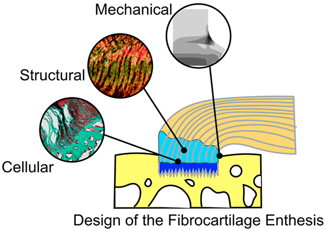 graphic file with name nihms-1618159-f0004.jpg