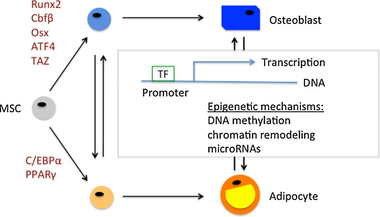 Fig. 1