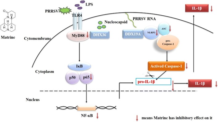 Figure 6