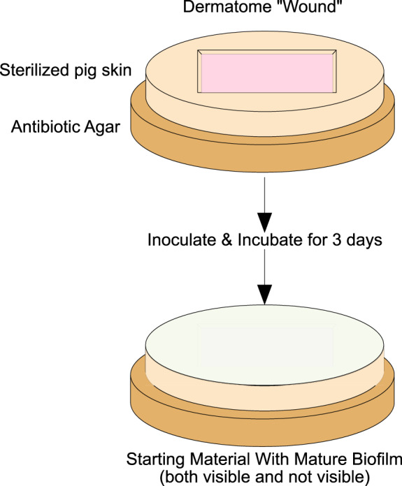 IWJ-12619-FIG-0001-c