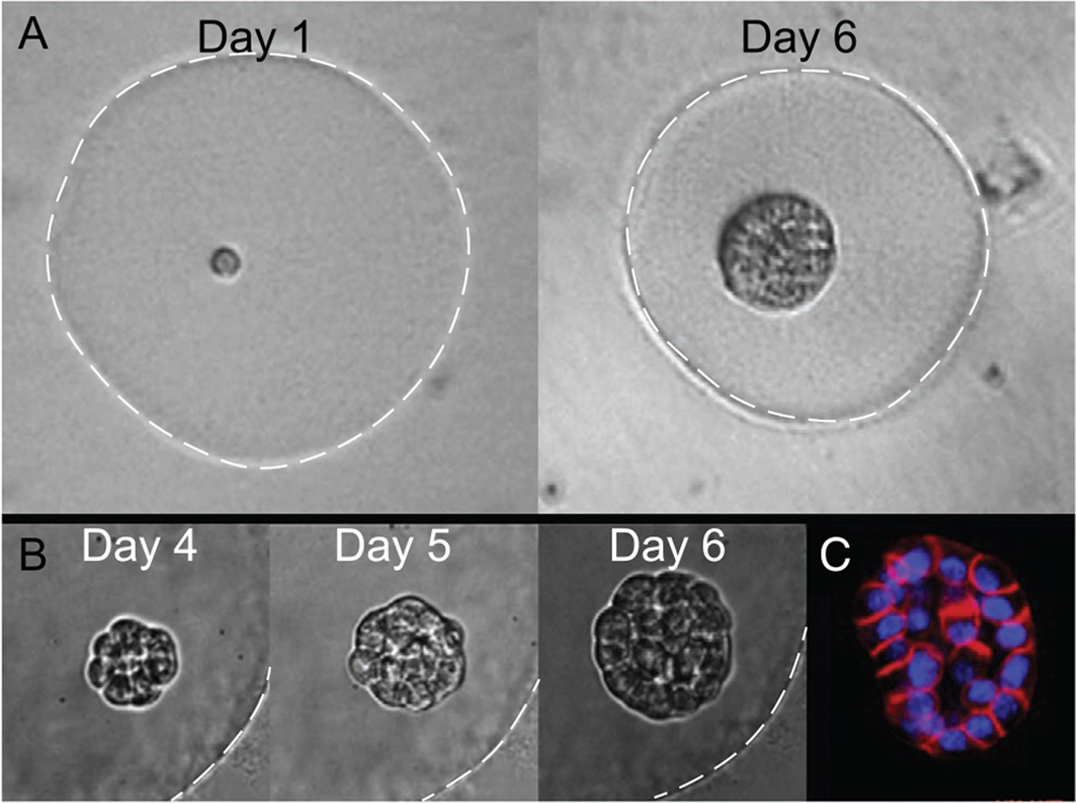 Figure 4.