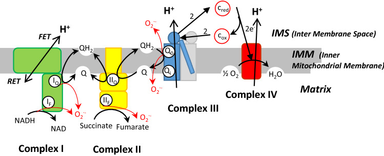 Fig. 1