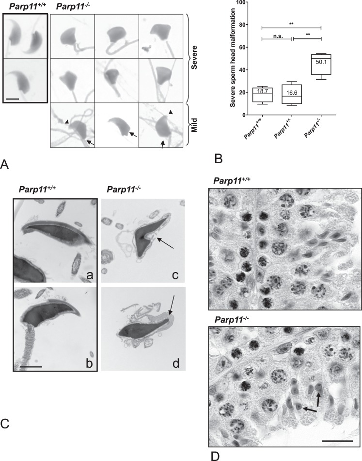 FIG. 6