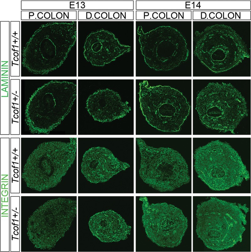 Figure 6.