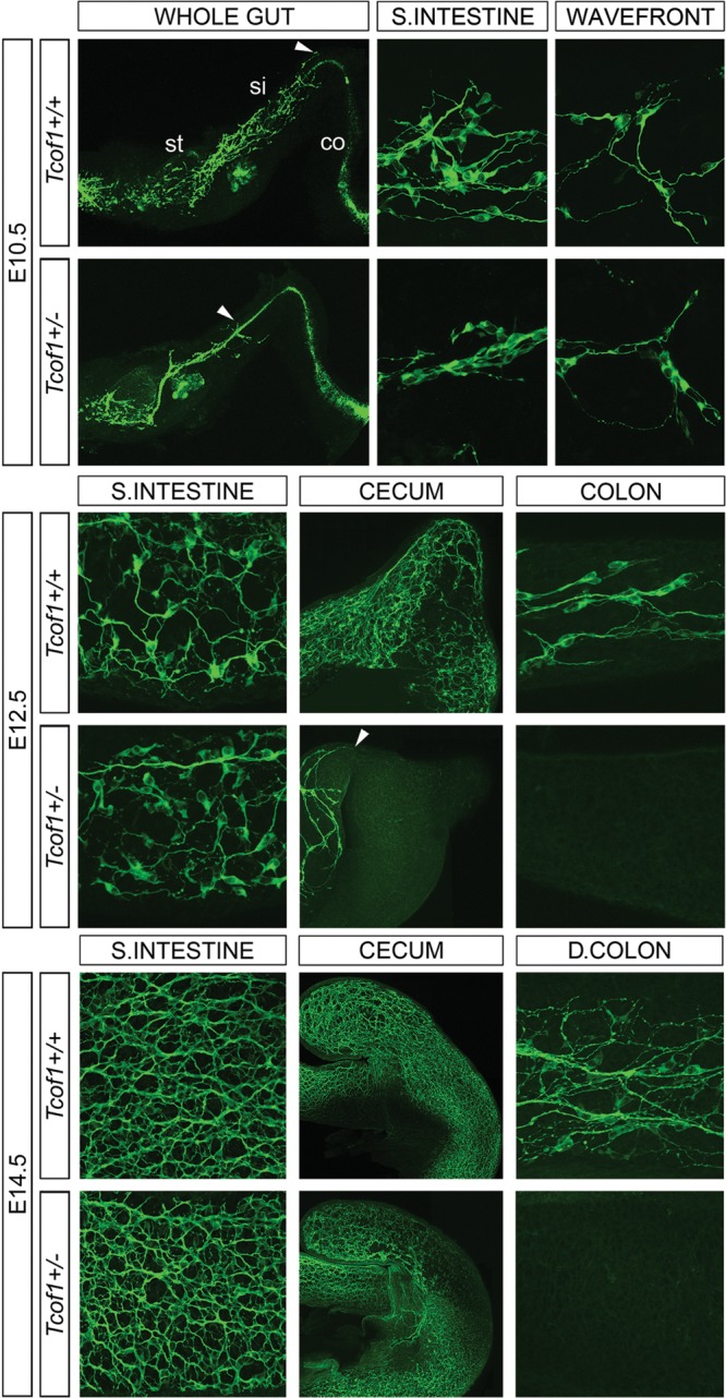 Figure 1.