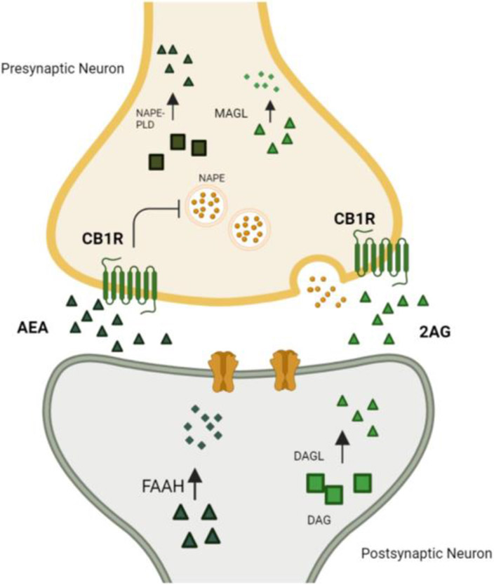 Figure 1: