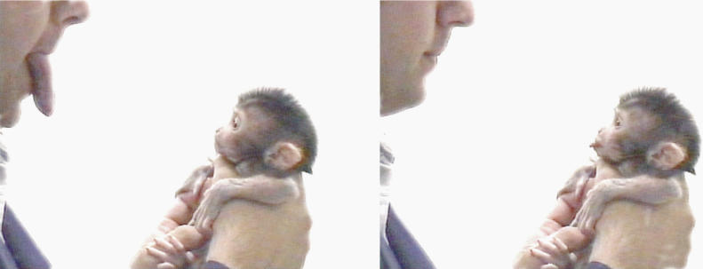 A newborn macaque imitates tongue protrusion