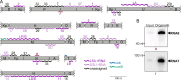 Figure 3—figure supplement 2.