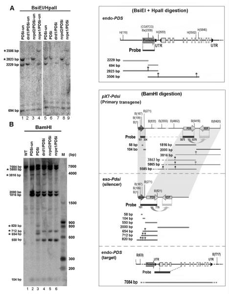 Figure 6