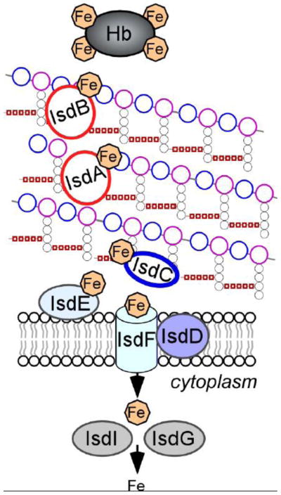 FIG. 2