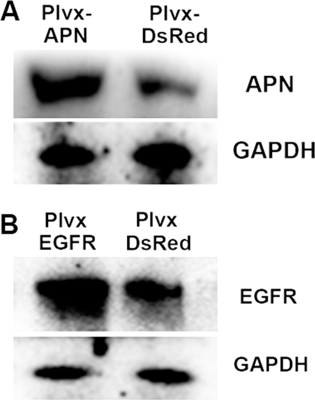 Fig. S1