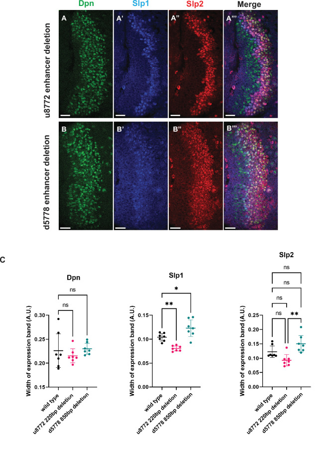 Figure 2—figure supplement 2.