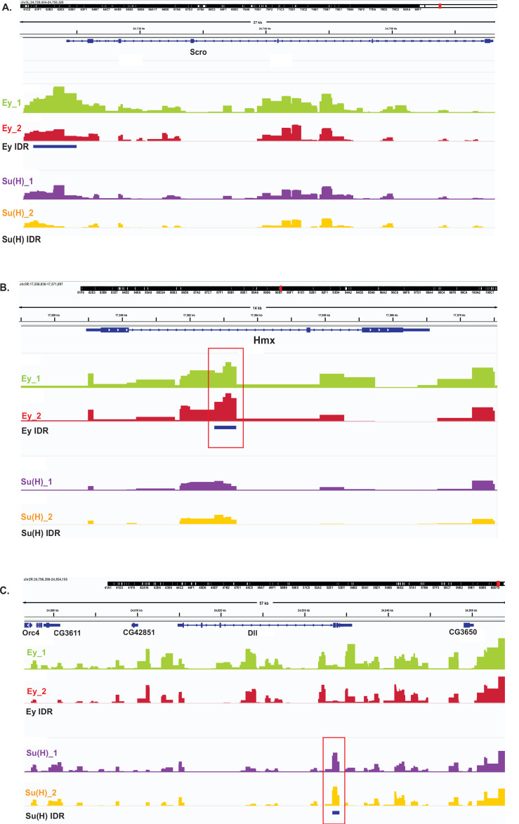 Figure 10—figure supplement 1.