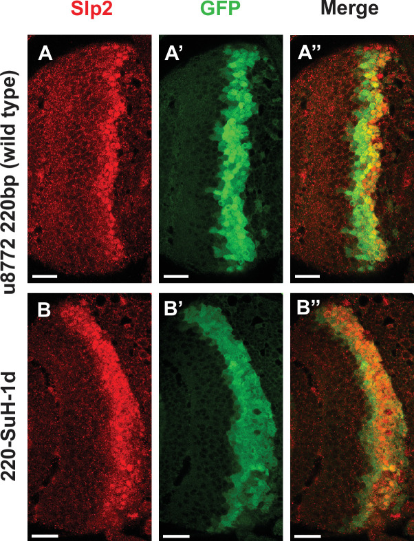 Figure 7—figure supplement 1.