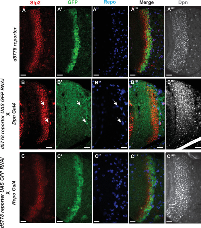 Figure 2—figure supplement 4.