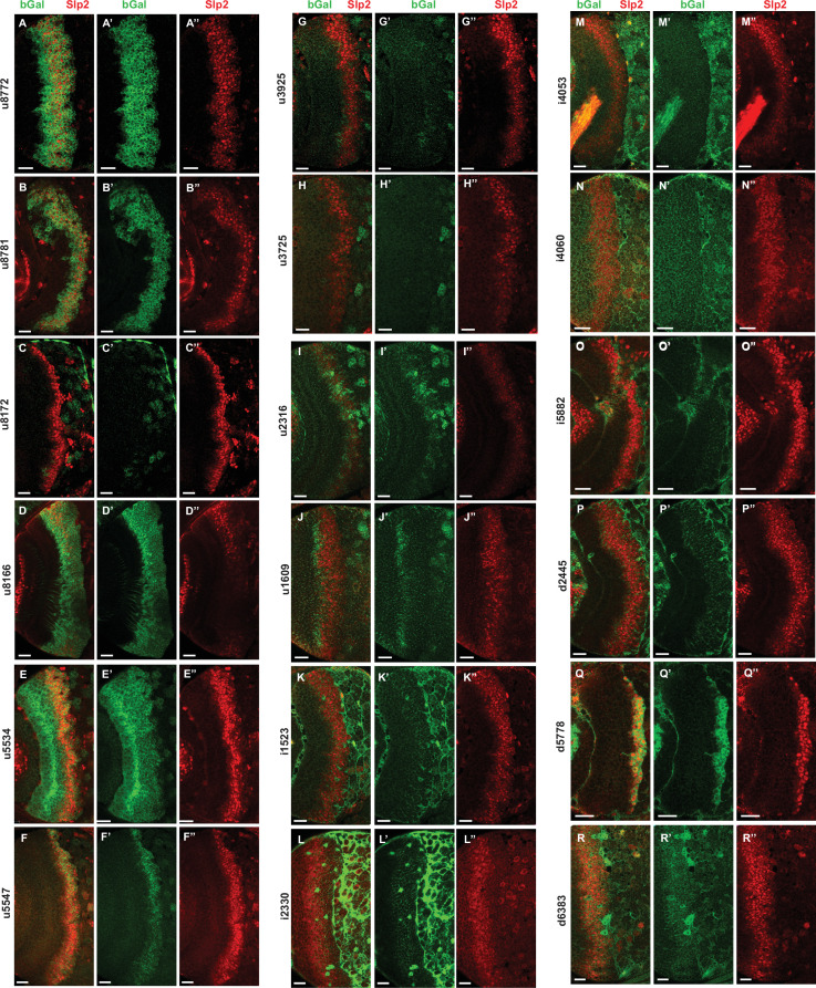 Figure 2—figure supplement 3.