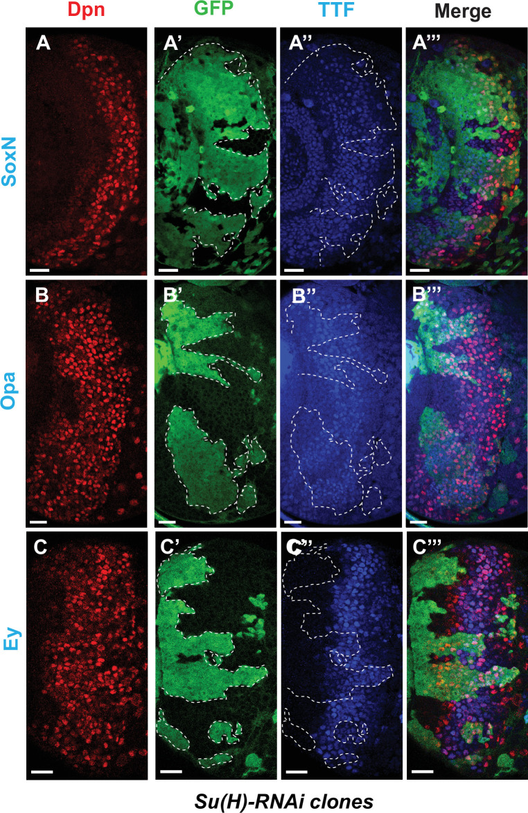 Figure 5—figure supplement 1.