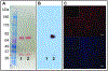 Figure 3:
