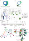 Figure 2. Acquired PI3K alterations in rapid autopsy tissue series of patients treated with orthosteric PIK3CA inhibitors. A, Incidence of acquired PI3K pathway genomic alterations in 8 patients with PIK3CA mutant breast cancer treated with orthosteric PIK3CA inhibitors. B, Incidence and correlation of acquired PIK3CA, PTEN, and AKT1 alterations in patients treated with inavolisib and alpelisib, respectively. C, Combination partners, response duration, baseline, and emerging genomic in-pathway and bypassing pathway alterations of patients treated with inavolisib and alpelisib. D, Clinical history and phylogenic tree analysis of autopsy case from a patient with multiple acquired alterations with convergent PI3K/AKT reactivation (MGH2542). Numbers in parentheses represent the total number of alterations in each cluster. E, Distribution of PIK3CA Q859K and AKT1 E17K alterations across collected autopsy tissue samples from autopsy case MGH2542 (lesion 1: L lung parenchyma; lesion 2: R chest wall; lesion 3: R mediastinum; lesion 8: R liver lobe (superior); lesion 9: R liver lobe (inferior); lesion 12: upper mesentery; lesion 13: diaphragm; lesion 17: L Lung parenchyma; lesion 18: right breast). Layered pie charts represent the likely clonal composition of each specimen, with the color of each subclone matching the color of the respective branch in the phylogenetic tree.