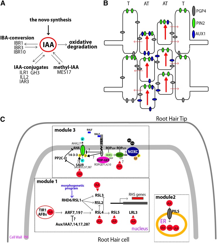 Figure 1.