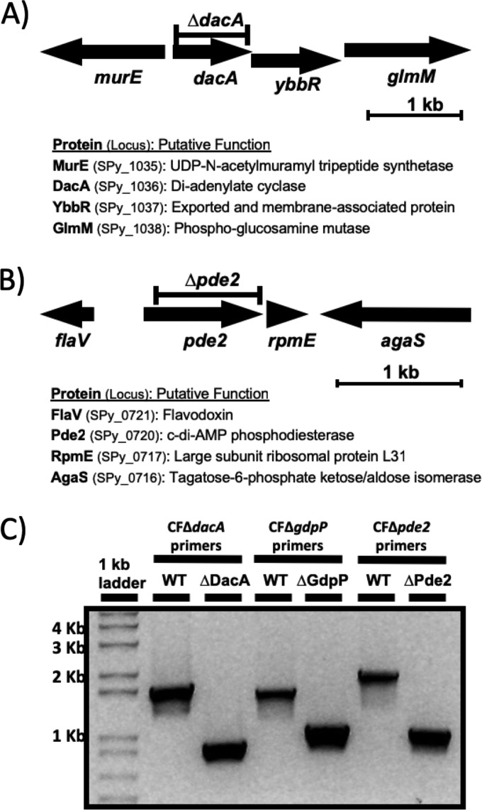 FIG 1