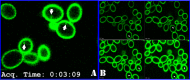 FIG 1