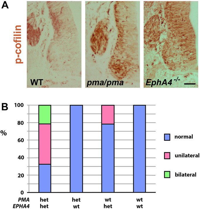 Fig. 11.