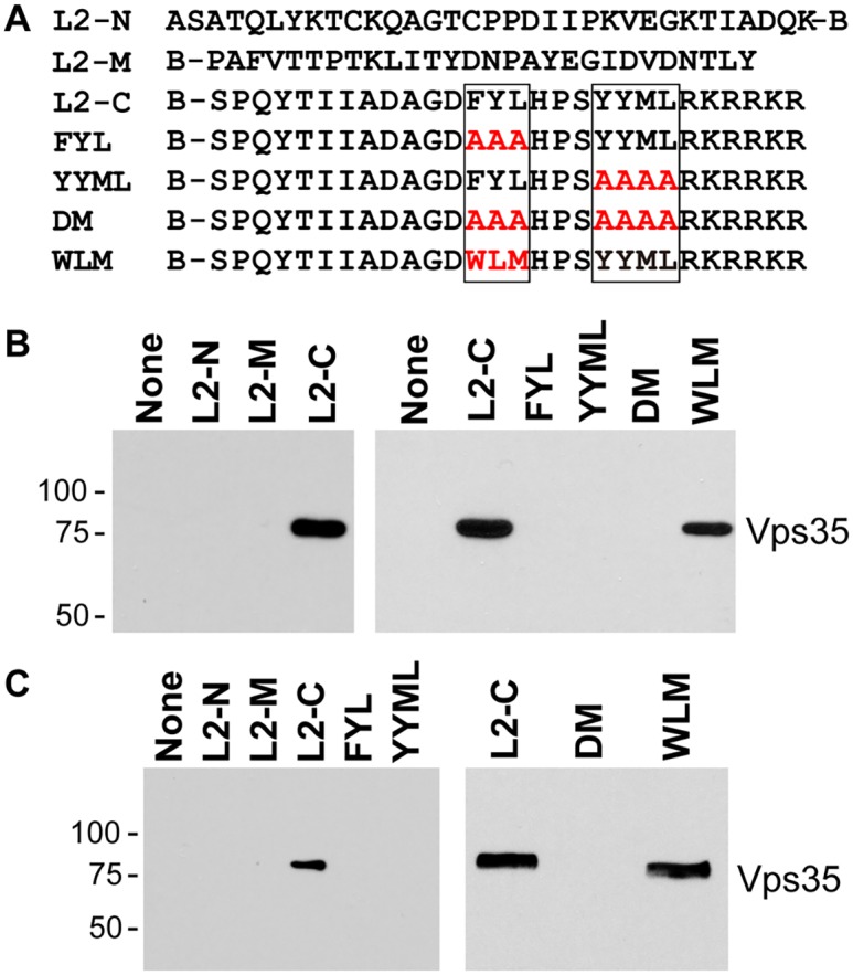 Fig 6