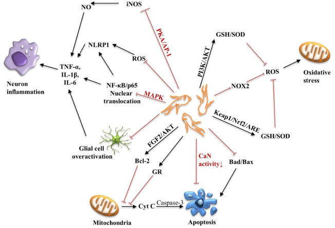 FIGURE 4