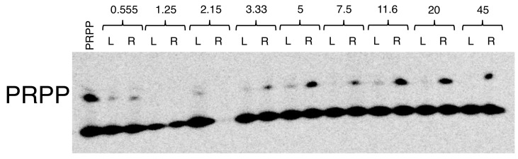 Figure 1—figure supplement 1.