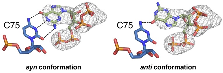 Figure 4—figure supplement 1.