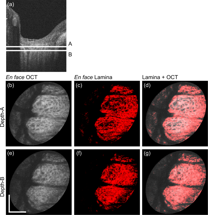 Fig. 6