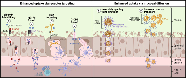 Figure 5