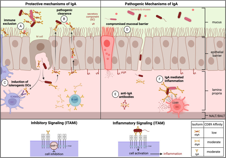 Figure 6