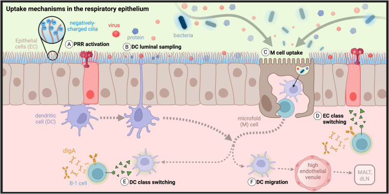 Figure 3