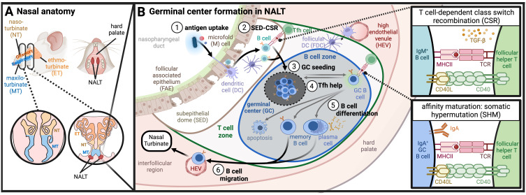 Figure 1